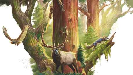 Redwood